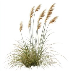 A cluster of small, green, moss-like plants with thin roots scattered around them, isolated on a white background.