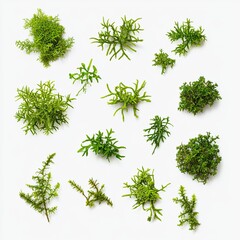 A collection of small, delicate, moss-like plants scattered across a white background