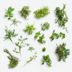A collection of small, delicate, moss-like plants scattered across a white background