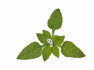 Rat tail plant (Heliotropium indicum) isolated on white background. Top view 