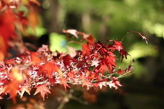 Autumn leaves in Japan (Eikando Temple)