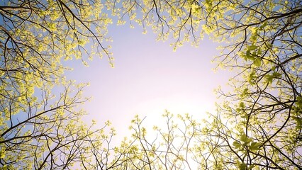randomly placed thin and thick branches, new light-green leaves shimmering, soft pastel sky background with open empty area, dreamy natural bokeh, calm airy atmosphere, realistic photography