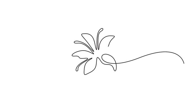 Self animated single continuous line drawing of a lily flower. Full length one line drawing animation