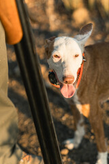 Hunter and his podenco dog preparing for an outdoors hunt