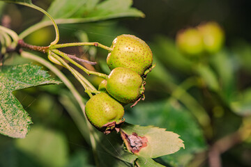 The immature hawthorn is growing on the hawthorn tree