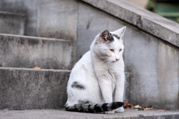 urban cat in Sarajevo, Bosnia, Europe