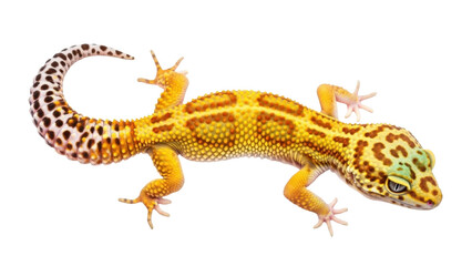 Isolated Leopard Gecko pet with striking yellow pattern, scaled skin and curled tail