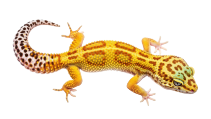 Isolated Leopard Gecko pet with striking yellow pattern, scaled skin and curled tail