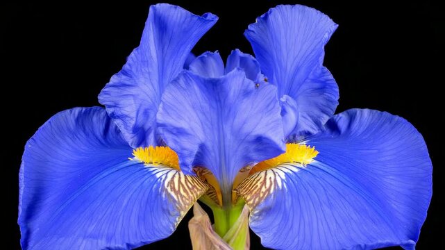 Elegant close-up of a single blue iris flower blossom against a stark black backdrop, revealing detailed textures and vibrant colors.
