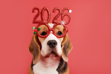 A beagle dog in carnival glasses with the numbers of the 2026 New year. Isolated green background .