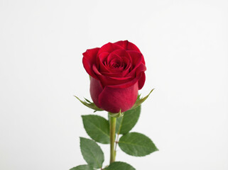 Naklejka premium Red rose bud closeup with green leaves and stem, romantic floral portrait with soft lighting and neutral background