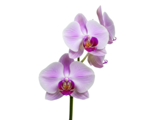 Isolated pink and purple phalaenopsis orchid stem with three flowers and petals on white