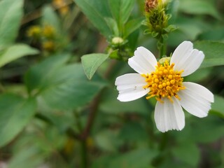 Obraz premium A white flower with a yellow center, surrounded by lush green leaves, captured in natural light. Ideal for botanical illustrations and nature themes.