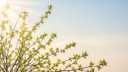 airy arrangement of spring branches of different lengths, young light-green foliage, large calm negative space, pastel sky tones, soft sunlight beams