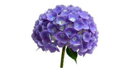 Isolated Hydrangea, delicate purple flower head and green stem on neutral backdrop