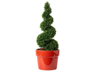 Isolated spiral shaped green topiary in a red pot as an ornamental botanical decor idea
