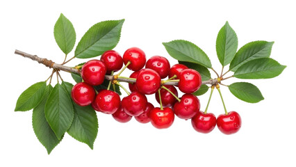 Isolated branch of fresh red cherries with leaves, a bright and delicious summer fruit