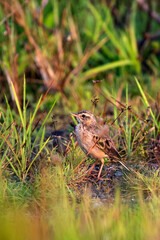 Tibetan lark grazing on winter grass near Kolkata