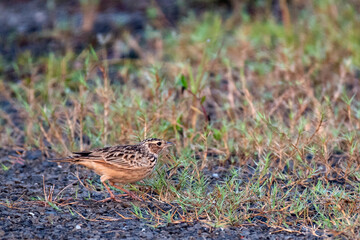 Tibetan lark grazing on winter grass near Kolkata