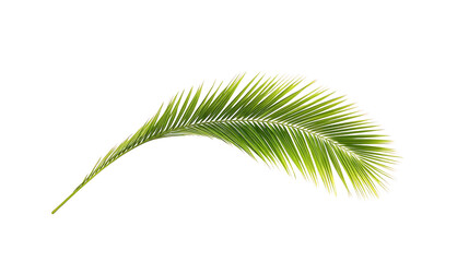 Fototapeta premium Single green palm frond isolated on white background