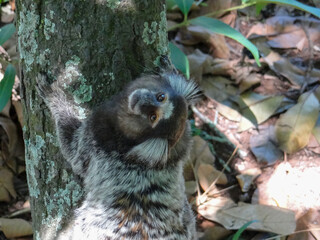 Marmoset climbing a tree in natural habitat
