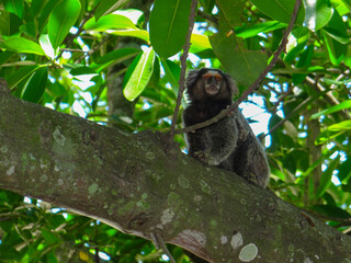 Naklejka premium Small monkey on tree branch in lush green foliage