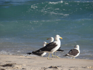 Obraz premium Seagulls walking on beach by the ocean