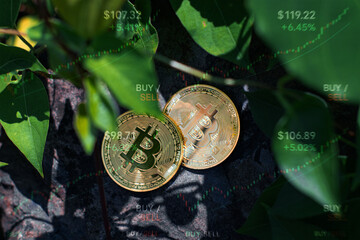 Golden bitcoin coins placed among green leaves with digital market charts overlay, symbolizing cryptocurrency growth, trading trends, and the connection between finance and nature.