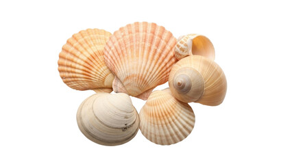 Isolated group of seashells with ribbed texture, marine life found at the coast in summer