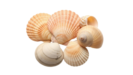 Isolated group of seashells with ribbed texture, marine life found at the coast in summer