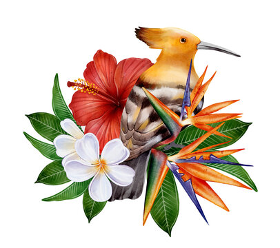 Watercolor illustration of hoopoe bird with tropical hibiscus, plumeria and strelitzia flowers, green leaves, on white background. Perfect for summer cards, invitations, posters and decor.