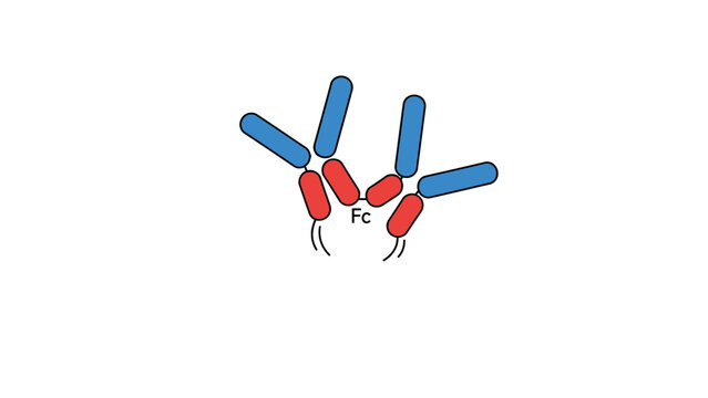 Vector Illustration of the Molecular Structure of Immunoglobulin Antibody with Fc Fragment.