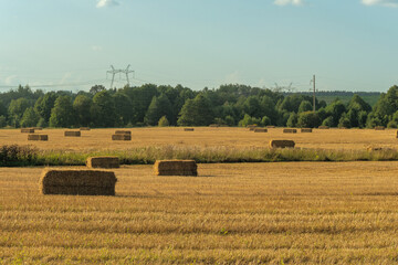 Hay bales scattered across harvested field. Golden hay bales on rural farmland after harvest with forest background. Agricultural landscape with rectangular hay bales on stubble field.