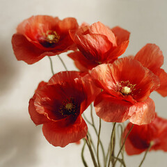 Obraz premium poppy