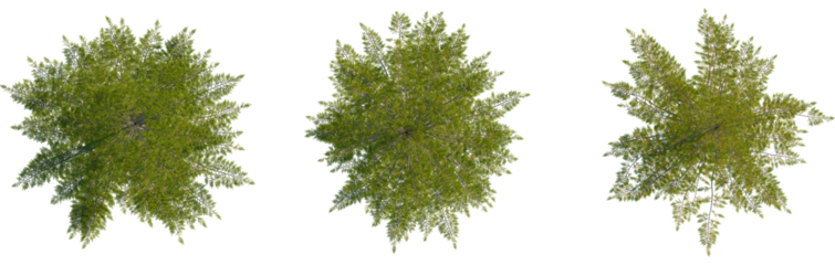 Araucaria heterophylla tree plan, top view, cutout, transparent background, isolate, Three top-view renders of slender trees with sparse green foliage on transparent