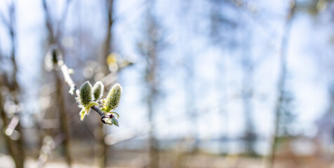 Close-up of spring buds emerging on a branch, illuminated by soft sunlight, with a blurred background of trees, creating a serene atmosphere of renewal and growth