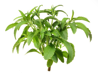 Food and Health - Stevia Leaves on white Background
