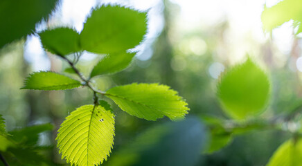 Close-up view of lush green leaves illuminated by sunlight, creating a serene atmosphere with a soft bokeh background, showcasing the beauty and detail of nature's foliage