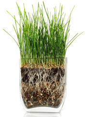 Food and Health - Growing Wheatgrass on white Background