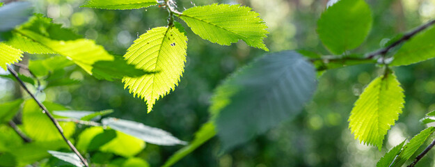 Bright green leaves are illuminated by sunlight filtering through branches, creating a serene atmosphere in a lush natural setting, showcasing the beauty of nature and vibrant foliage
