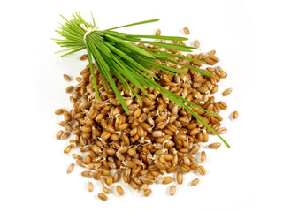 Food and Health - Wheatgrass Seedlings on white Background