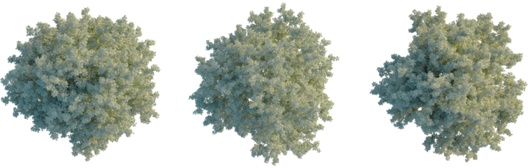 Sorbus aria tree plan, top view, cutout, transparent background, isolate, Three deciduous trees in full white bloom viewed from above on transparent background