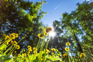 Vibrant yellow dandelion flowers are blooming in a lush green forest, illuminated by sunlight filtering through the trees, creating a serene and peaceful atmosphere in nature's beauty