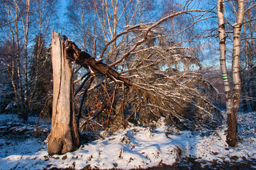 Duże, złamane drzewo pochyla się nad ośnieżoną ziemią w cichym lesie. Wysokie, nagie pnie oprawiają czyste, błękitne niebo, uwieczniając surowy moment zimowej ciszy i naturalnego dramatu. © Pol Badger