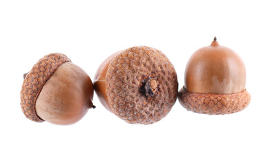 Acorn oak isolated on white background. Ripe brown acorns. Clipping path.