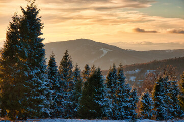 Zachód słońca nad ośnieżonym lasem sosnowym z grzbietem górskim w spokojnym, zimowym krajobrazie. Wielka Czantoria - Beskid Śląski. © Pol Badger