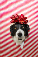 Puppy dog celebrating christmas, valentine's day or birthday peeking over a torn decorative paper.