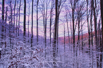 Spokojny, zimowy las skąpany w delikatnym, fioletowo-różowym zmierzchu. © Pol Badger