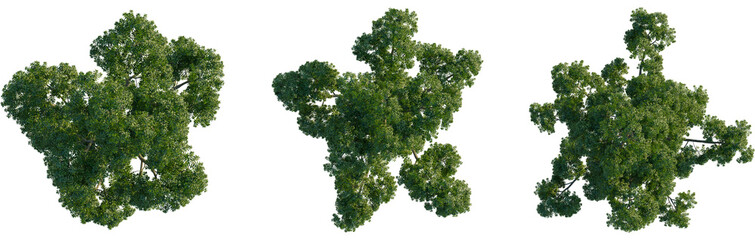 Agathis dammara tree plan, top view, cutout, transparent background, isolate, Three top-view renders of diverse green tree foliage on transparent backdrop