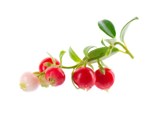 Fresh cowberry berries with leaves, isolated on white background. Ripe cranberry, cowberry, lingonberry. Clipping path.